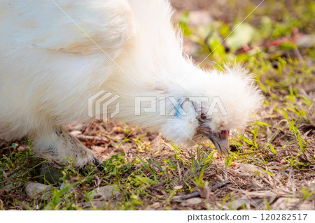 White Chinese Silkie Brahma chicken feeding in grass meadow. Close up of chickens head. Sustainably Raised Chicken In Species-Appropriate Free-Range Husbandry 120282517