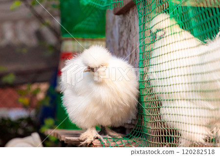 White Chinese Silkie Brahma chicken sitting near the chicken coop. Sustainably Raised Chicken In Species-Appropriate Free-Range Husbandry White Chinese Silkie Brahma chicken sitting near the chicken coop. Sustainably Raised Chicken In Species-Appropriate Free-Range Husbandry 120282518