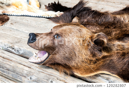 Dressed bear skin with a grinning muzzle. Stuffed predatory forest animal bear Dressed bear skin with a grinning muzzle. Stuffed predatory forest animal bear 120282807