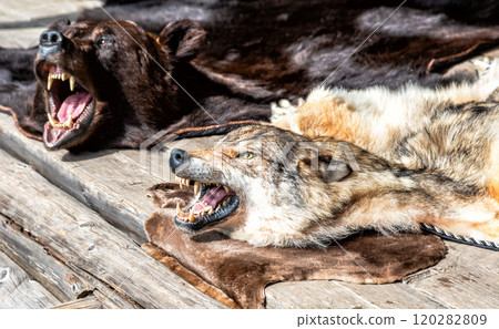 Wolf and bear skins with a grinning muzzles. Stuffed predatory forest animals Wolf and bear skins with a grinning muzzles. Stuffed predatory forest animals 120282809
