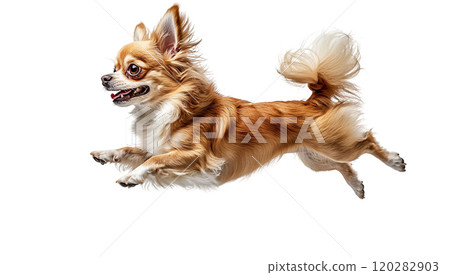 Chihuahua dog joyfully jumping in mid-air against a plain background during a playful moment 120282903