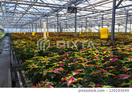 A number of traditional Christmas flowering plant species poinsettias growing in a large greenhouse A number of traditional Christmas flowering plant species poinsettias growing in a large greenhouse 120283049