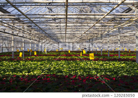 A number of traditional Christmas flowering plant species poinsettias growing in a large greenhouse A number of traditional Christmas flowering plant species poinsettias growing in a large greenhouse 120283050