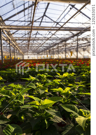 A number of traditional Christmas flowering plant species poinsettias growing in a large greenhouse A number of traditional Christmas flowering plant species poinsettias growing in a large greenhouse 120283051