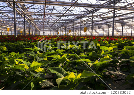 A number of traditional Christmas flowering plant species poinsettias growing in a large greenhouse A number of traditional Christmas flowering plant species poinsettias growing in a large greenhouse 120283052