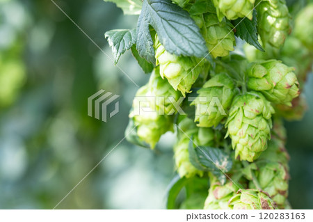 Image of a hop field (stock photo) 120283163