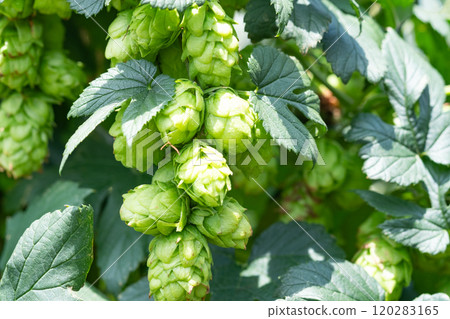 Image of a hop field (stock photo) Image of a hop field (stock photo) 120283165