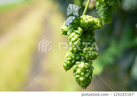 Image of a hop field (stock photo) 120283167