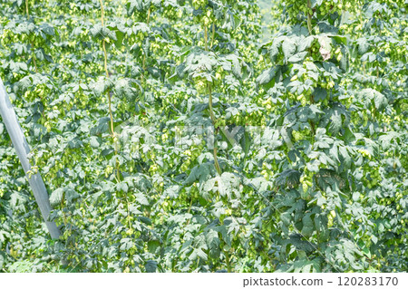 Image of a hop field (stock photo) 120283170