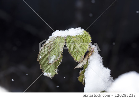 snowflakes, winter card, crystals of snow 120283232