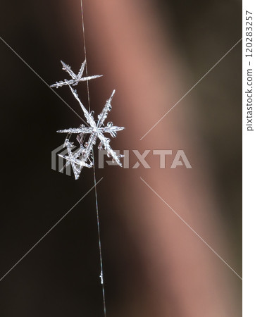 snowflakes, winter card, crystals of snow snowflakes, winter card, crystals of snow 120283257