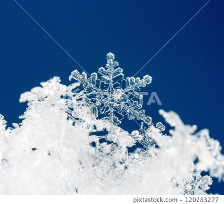 snowflakes, winter card, crystals of snow snowflakes, winter card, crystals of snow 120283277