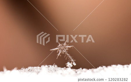 snowflakes, winter card, crystals of snow 120283282