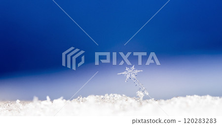 snowflakes, winter card, crystals of snow 120283283