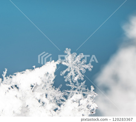 natural snowflakes on snow. the picture is made at a temperature of-10 C natural snowflakes on snow. the picture is made at a temperature of-10 C 120283367