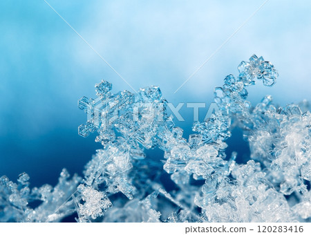 natural snowflakes on snow. the picture is made at a temperature of-10 C  120283416