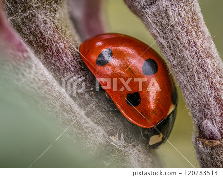 Close-Up of Ladybug Resting on Fuzzy Plant Stem 120283513