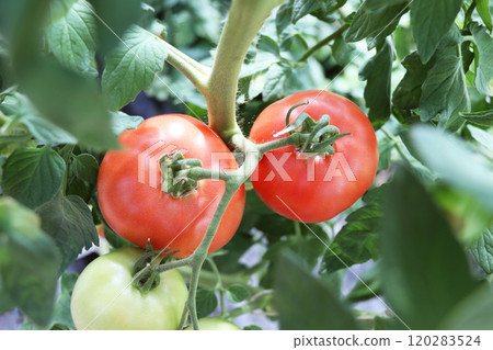 Tomato growing in organic farm. Ripe natural tomatoes growing on a branch in a greenhouse. Tomato growing in organic farm. Ripe natural tomatoes growing on a branch in a greenhouse. 120283524