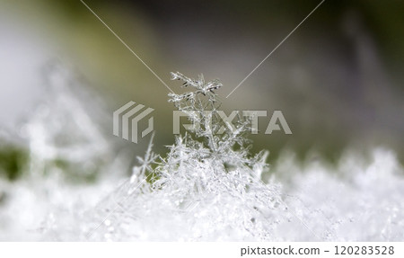 natural snowflakes, photo real snowflakes during a snowfall, under natural conditions at low temperature natural snowflakes, photo real snowflakes during a snowfall, under natural conditions at low temperature 120283528