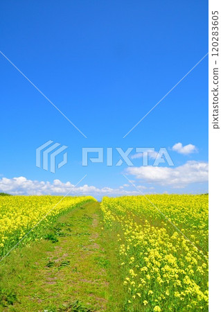 Rape flower of Yamamoto mountain plateau (Niigata) Rape flower of Yamamoto mountain plateau (Niigata) 120283605