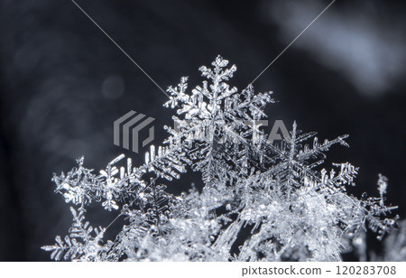 natural snowflakes on snow, winter 120283708