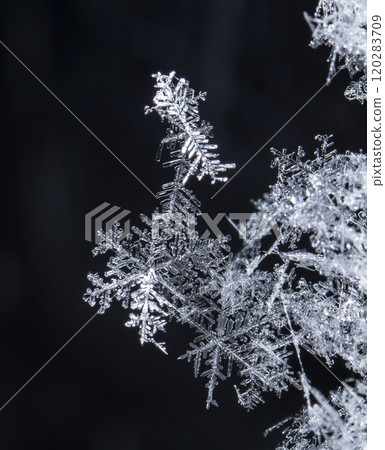natural snowflakes on snow, winter 120283709