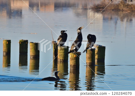 Cormorants of Fukushimagata (Niigata Prefecture) 120284070