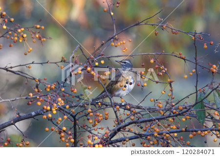 Mamichajinai perched on a zelkova tree 120284071