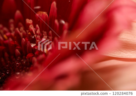 Gerbera close-up Gerbera close-up 120284076
