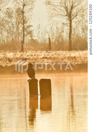 福島縣的鸕鶿（新潟縣） 120284100