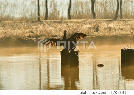 福島縣的鸕鶿（新潟縣） 120284101