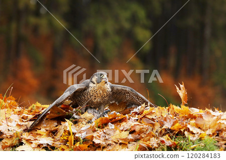 Peregrine Falcon (Falco peregrinus) bird of prey sittingb in colourfull leaves  with catch during autumn season. Falcon witch killed bird. 120284183