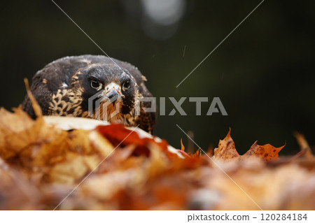 Peregrine Falcon (Falco peregrinus) bird of prey sittingb in colourfull leaves with catch during autumn season. Falcon witch killed bird. Peregrine Falcon (Falco peregrinus) bird of prey sittingb in colourfull leaves with catch during autumn season. Falcon witch killed bird. 120284184