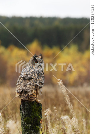 Eurasian Eagle Owl (Bubo Bubo) sitting on the tree stump ,wildlife photo on the meadow with orange autumn colours, Czech republic. Wildlife nature. 120284185
