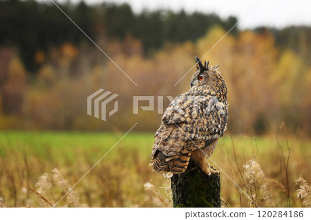 Eurasian Eagle Owl (Bubo Bubo) sitting on the tree stump ,wildlife photo on the meadow with orange autumn colours, Czech republic. Wildlife nature. Eurasian Eagle Owl (Bubo Bubo) sitting on the tree stump ,wildlife photo on the meadow with orange autumn colours, Czech republic. Wildlife nature. 120284186
