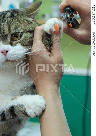 Cat receives gentle claw trimming in a cozy grooming session at home Cat receives gentle claw trimming in a cozy grooming session at home 120284222
