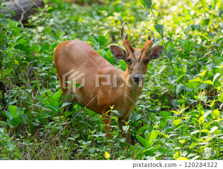 Muntjak or a barking deer in close-up among the greenery Muntjak or a barking deer in close-up among the greenery 120284322