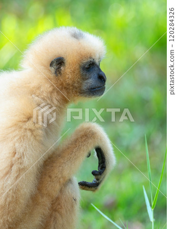 The yellow gibbon Nomascus gabriellae sits on the grass and looks into the distance 120284326