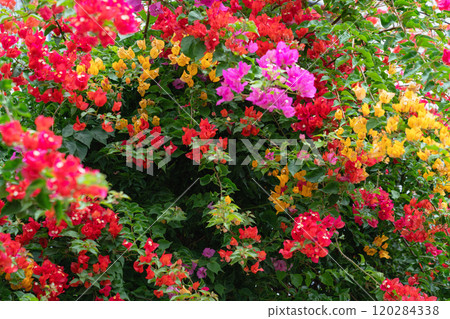 Lush bougainvillea flowers in vibrant shades of pink, red, and orange against green foliage Lush bougainvillea flowers in vibrant shades of pink, red, and orange against green foliage 120284338