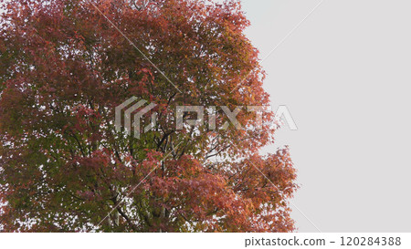 Autumn leaves 02 120284388