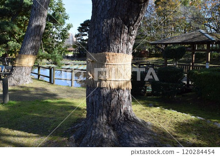 害蟲控制松樹卷 害蟲控制松樹卷 120284454
