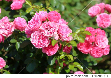 Rose flower Leonardo da Vinci 120284991