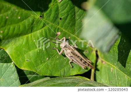 巴坦加粳稻 巴坦加粳稻 120285043