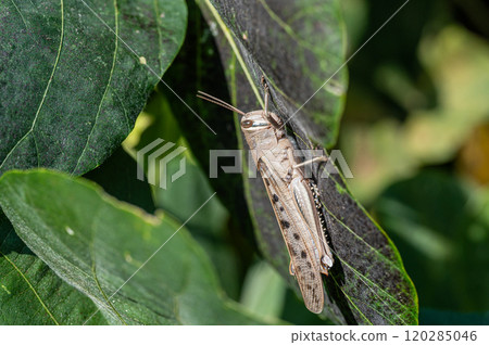 Patanga japonica 120285046