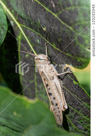 巴坦加粳稻 巴坦加粳稻 120285048