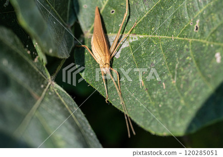 Ducetia japonicum(棕色型) Ducetia japonicum(棕色型) 120285051
