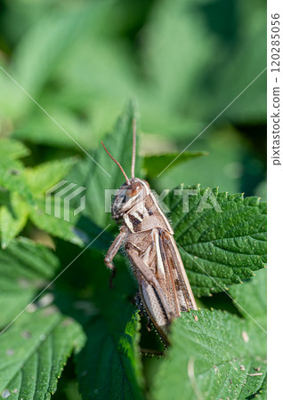 巴坦加粳稻 巴坦加粳稻 120285056