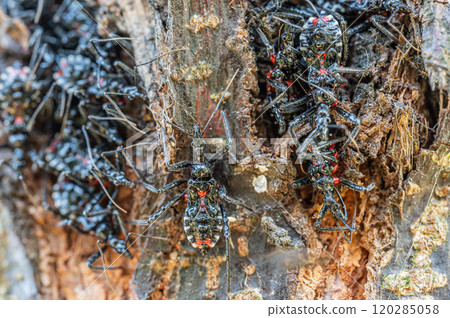 Assassin bug larvae gather on tree trunks to overwinter Assassin bug larvae gather on tree trunks to overwinter 120285058