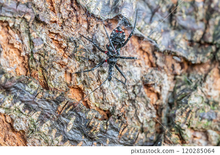 Assassin bug larva Assassin bug larva 120285064