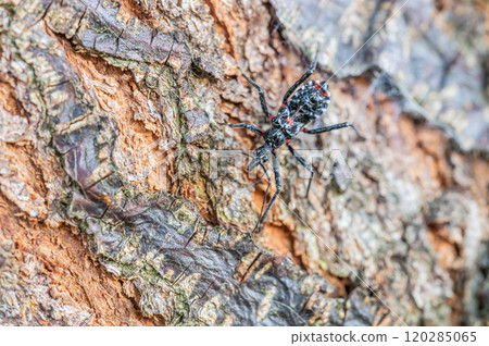 Assassin bug larva Assassin bug larva 120285065